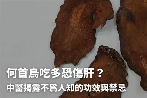 何首烏什麼人不能吃|何首烏秋冬進補怎麼吃？醫列功效禁忌＋何首烏藥膳做。